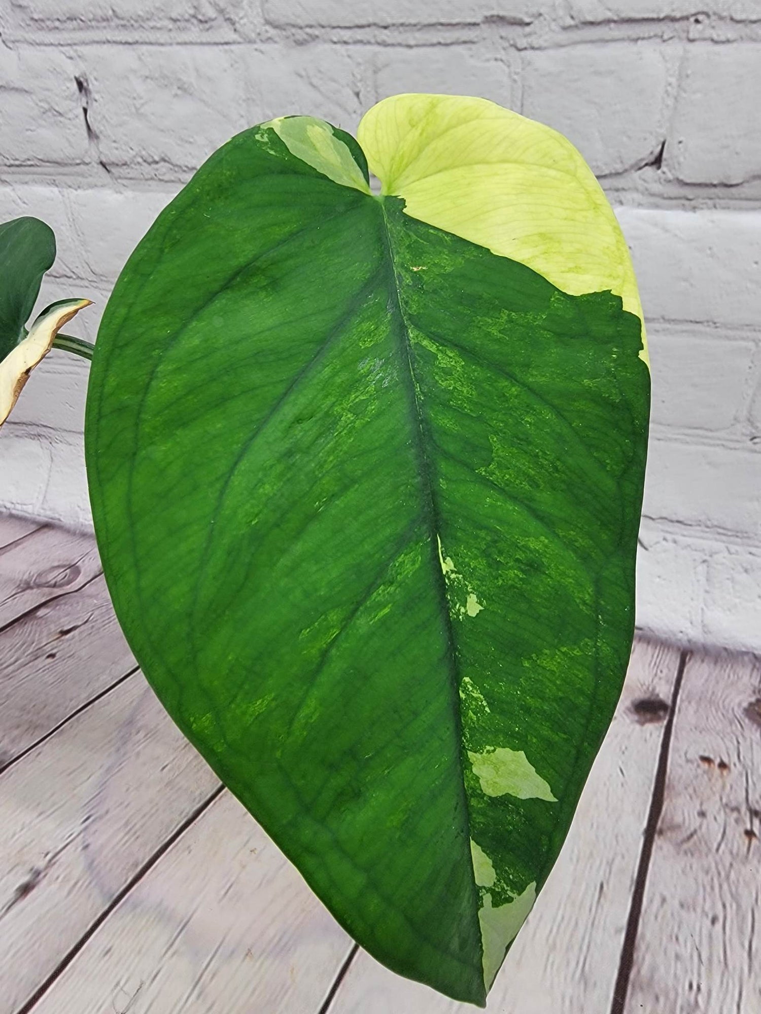 Syngonium