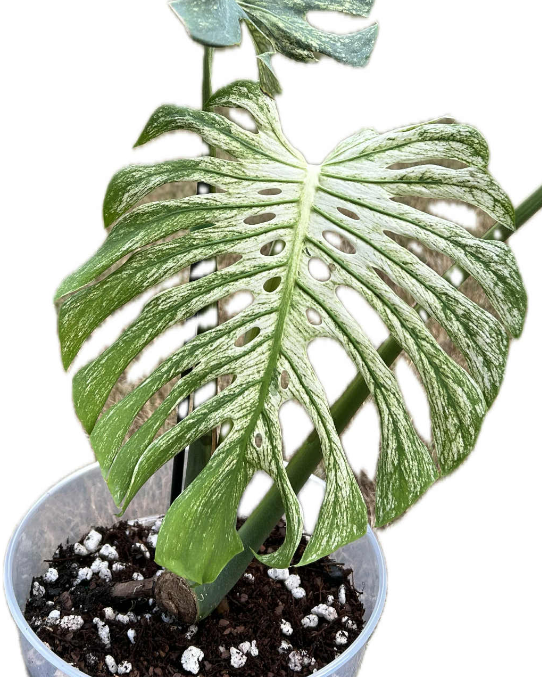 Monstera