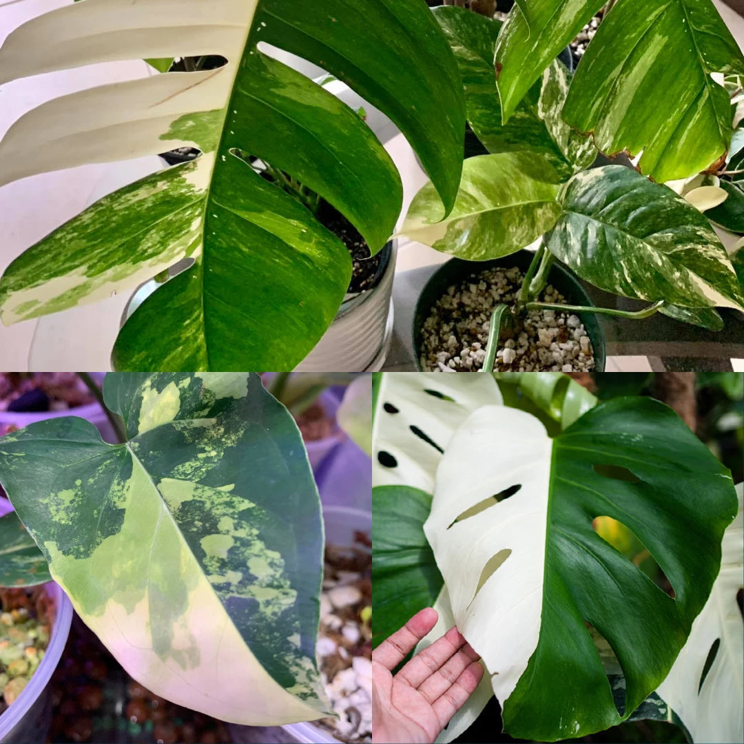 Variegated