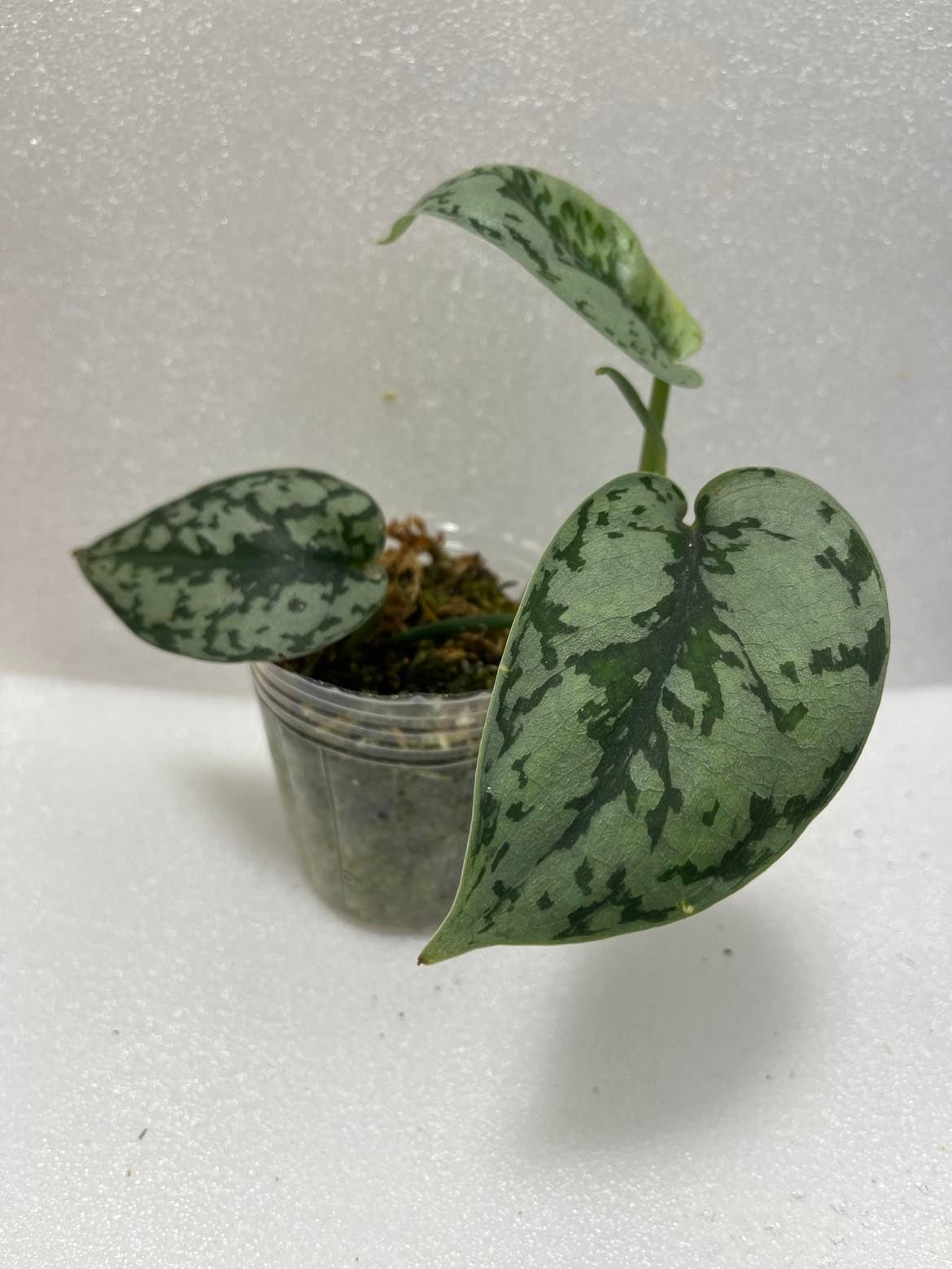 Scindapsus