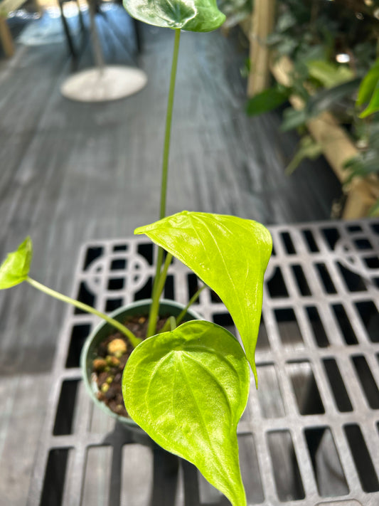 Alocasia Culculata Aurea