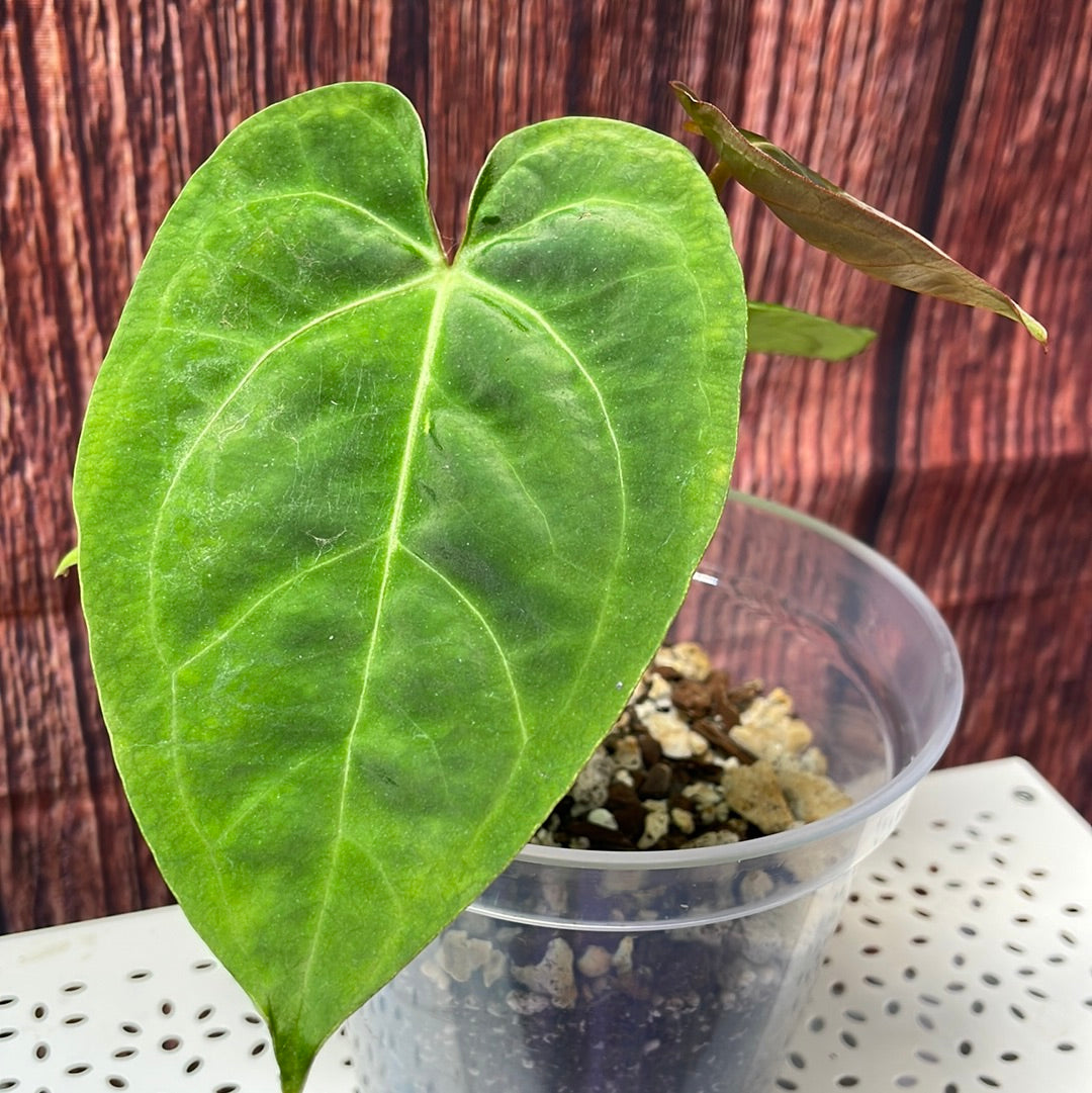 Anthurium papillilaminum #3