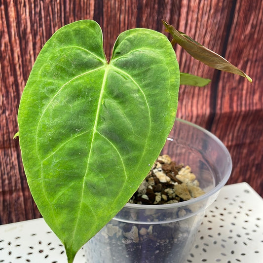 Anthurium papillilaminum #3