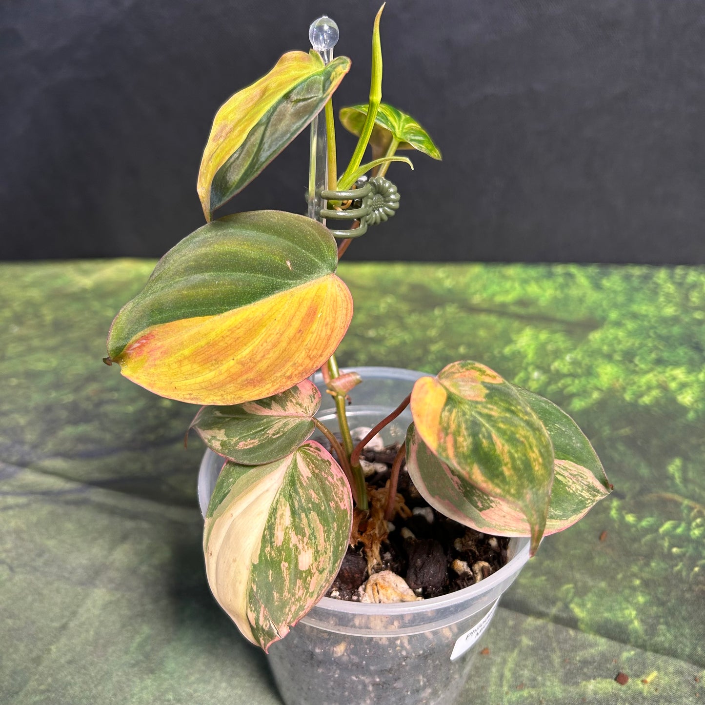 7-Leaf Variegated Philodendron Micans Ferrari