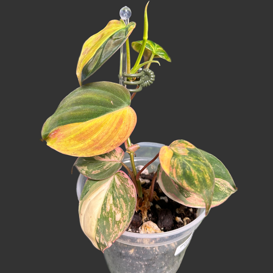 7-Leaf Variegated Philodendron Micans Ferrari