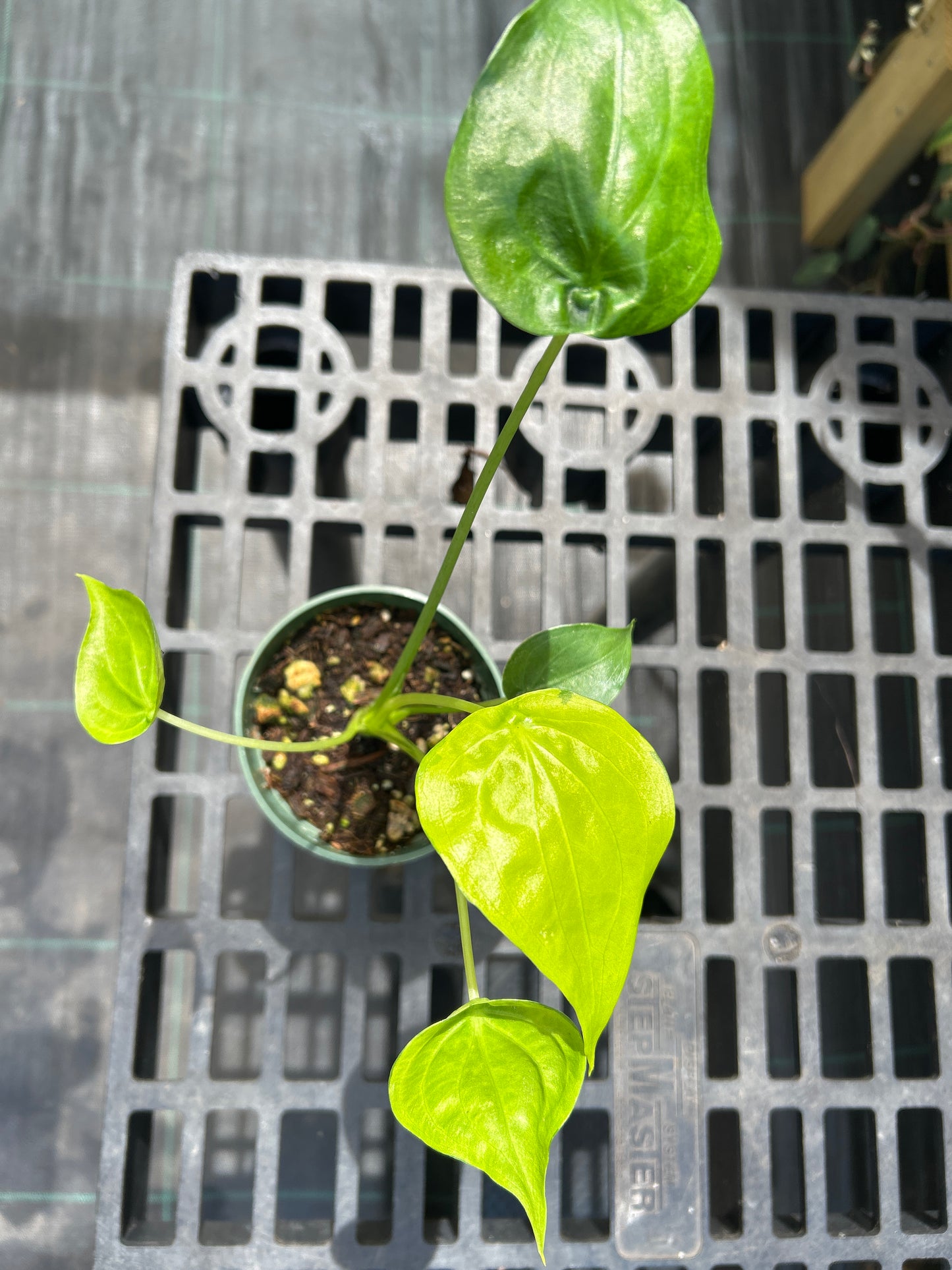 Alocasia Culculata Aurea