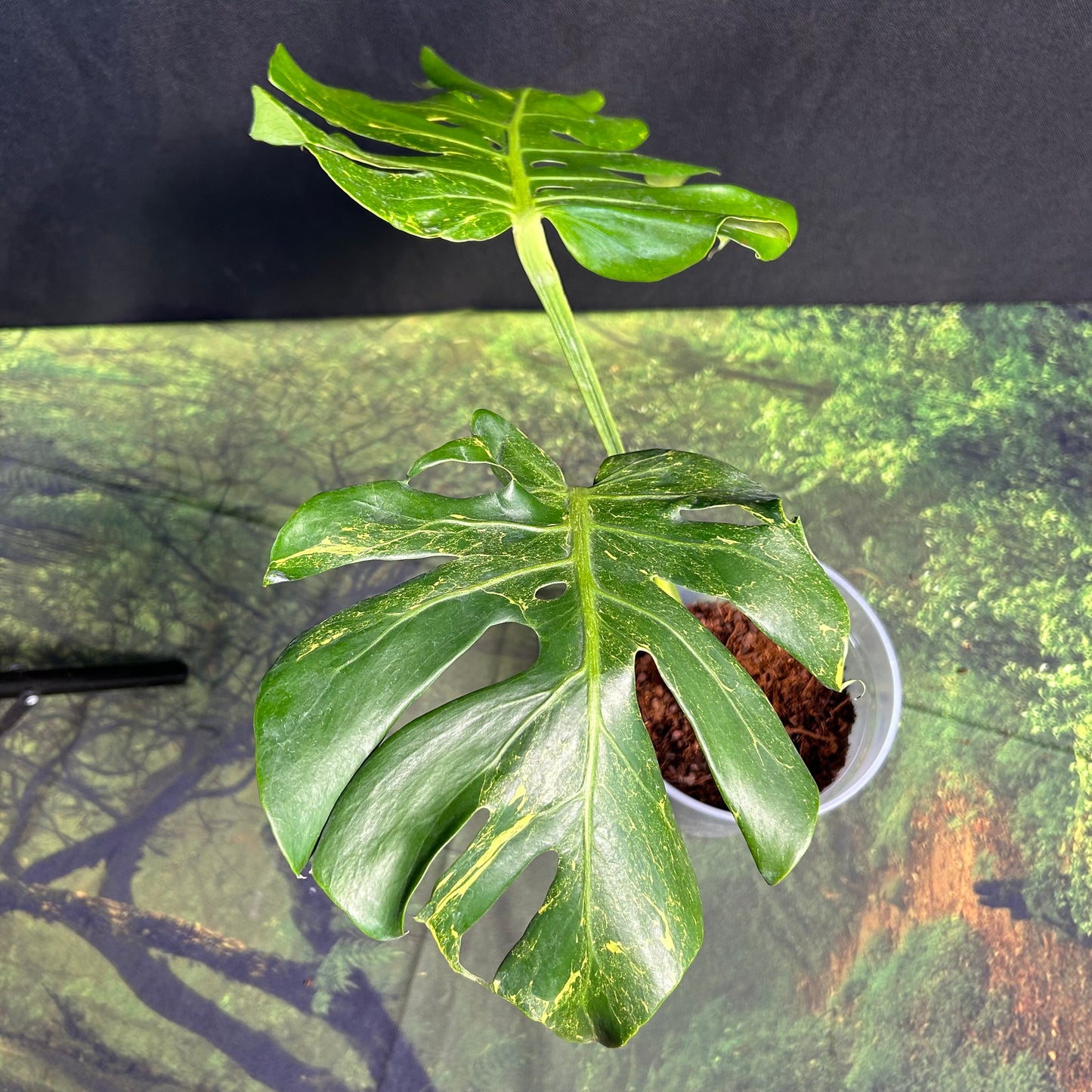 Monstera Deliciosa Thunderbolt