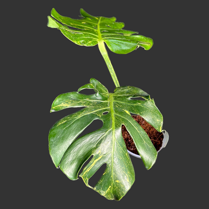Monstera Deliciosa Thunderbolt
