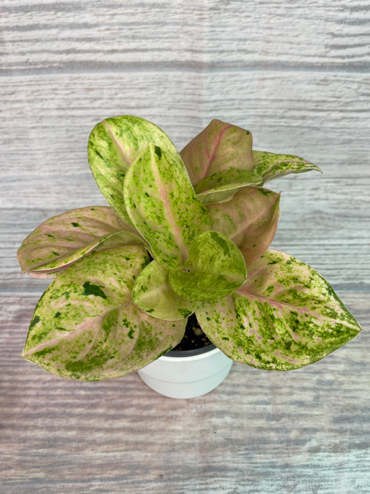 Aglaonema Anyamanee Gold Bracelet from Thailand