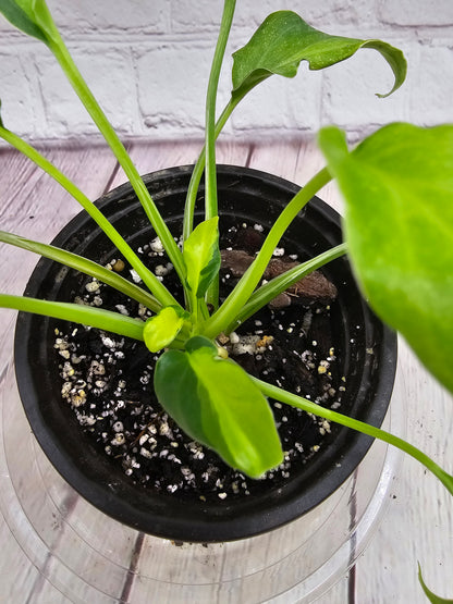 Variegated Thaumatophyllum Xanadu