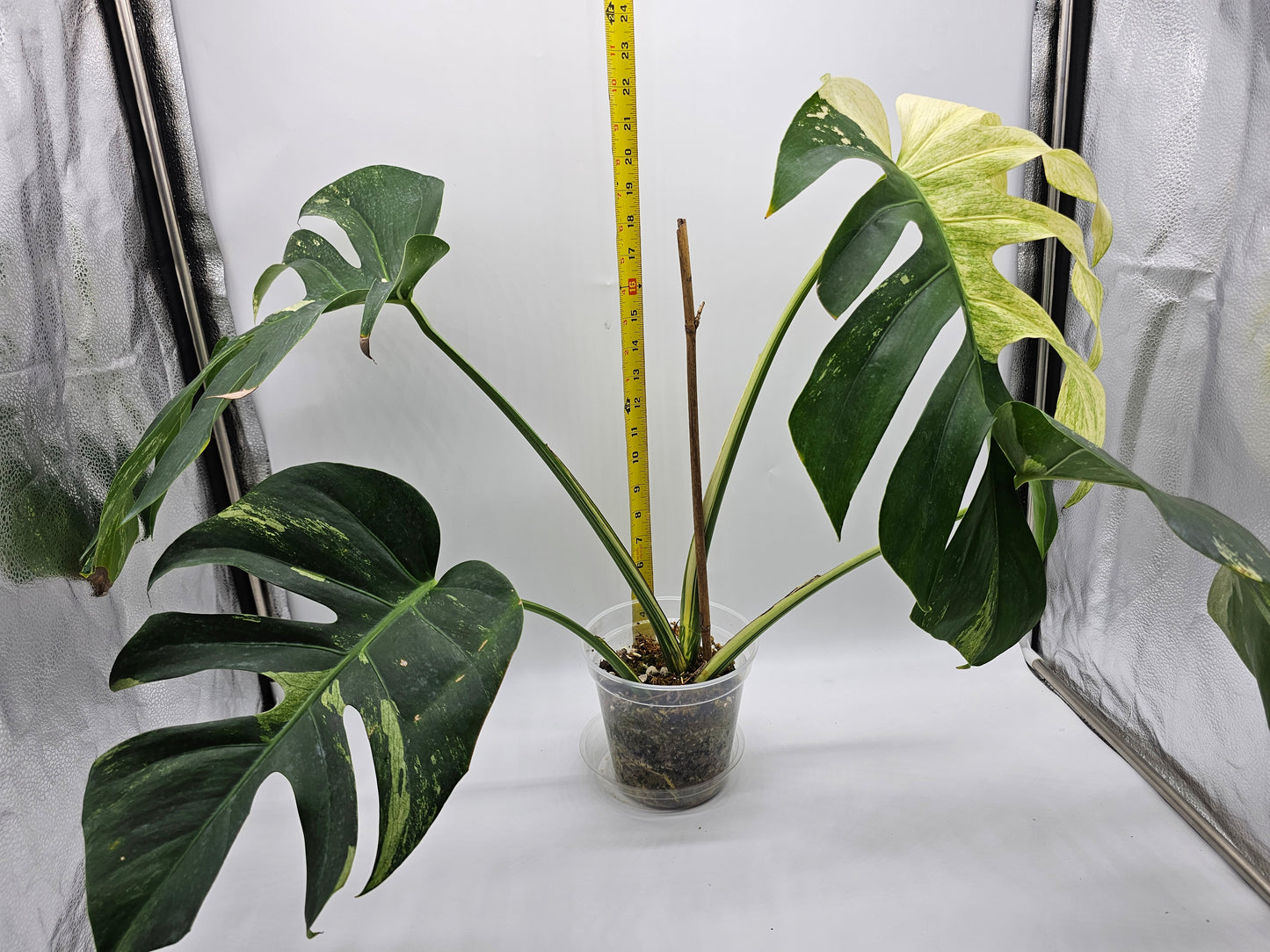 Variegated Monstera Mint NOID
