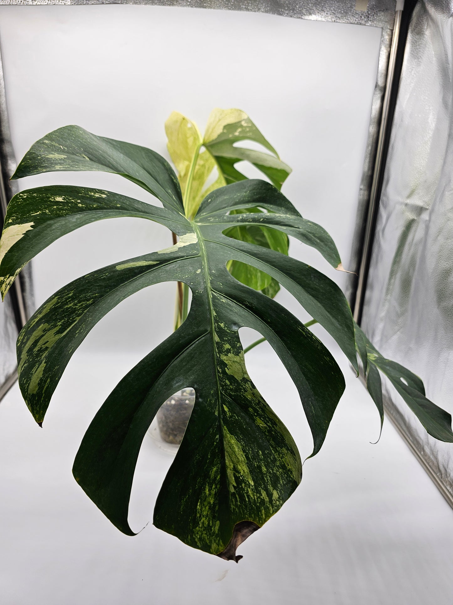 Variegated Monstera Mint NOID