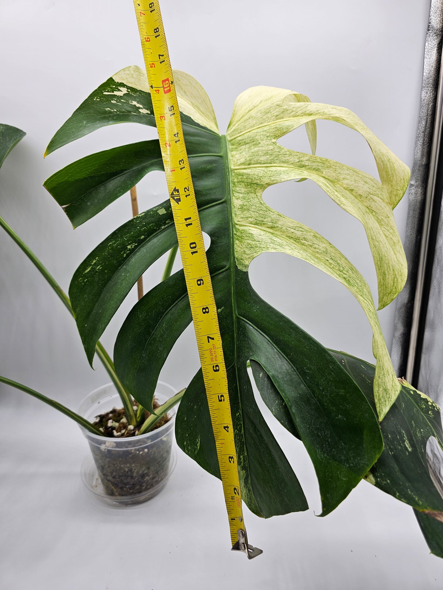 Variegated Monstera Mint NOID