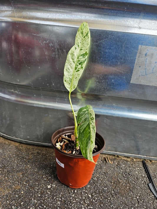 Epipremnum Giganteum Tricolor
