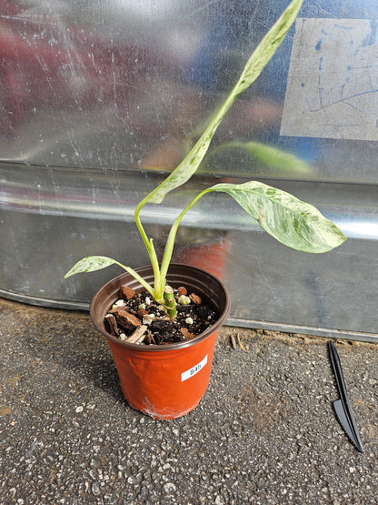 Epipremnum Giganteum Tricolor