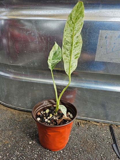 Epipremnum Giganteum Tricolor