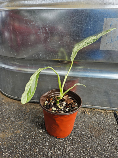 Epipremnum Giganteum Tricolor