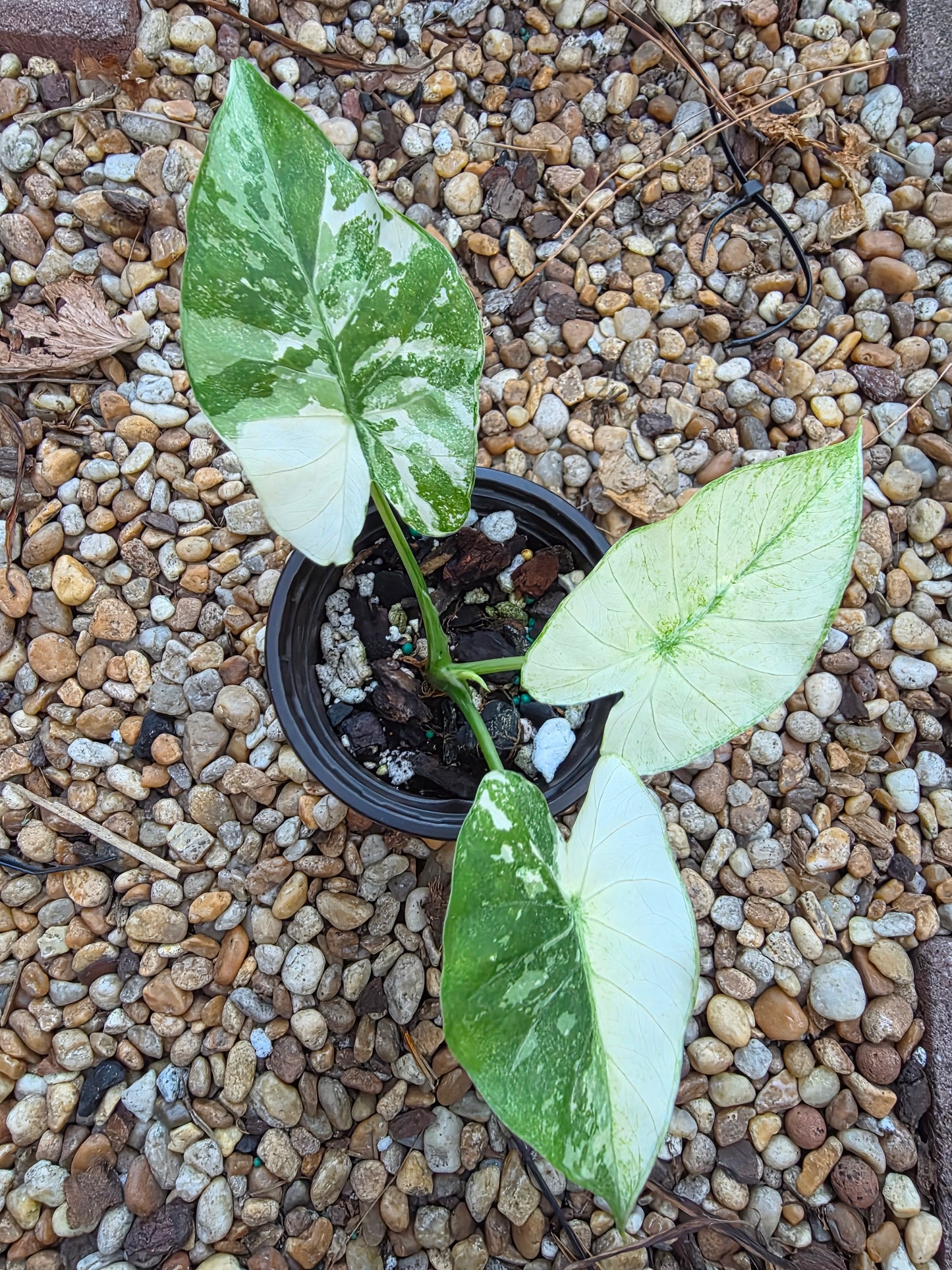 Alocasia Okinawa Silver