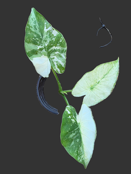 Alocasia Okinawa Silver