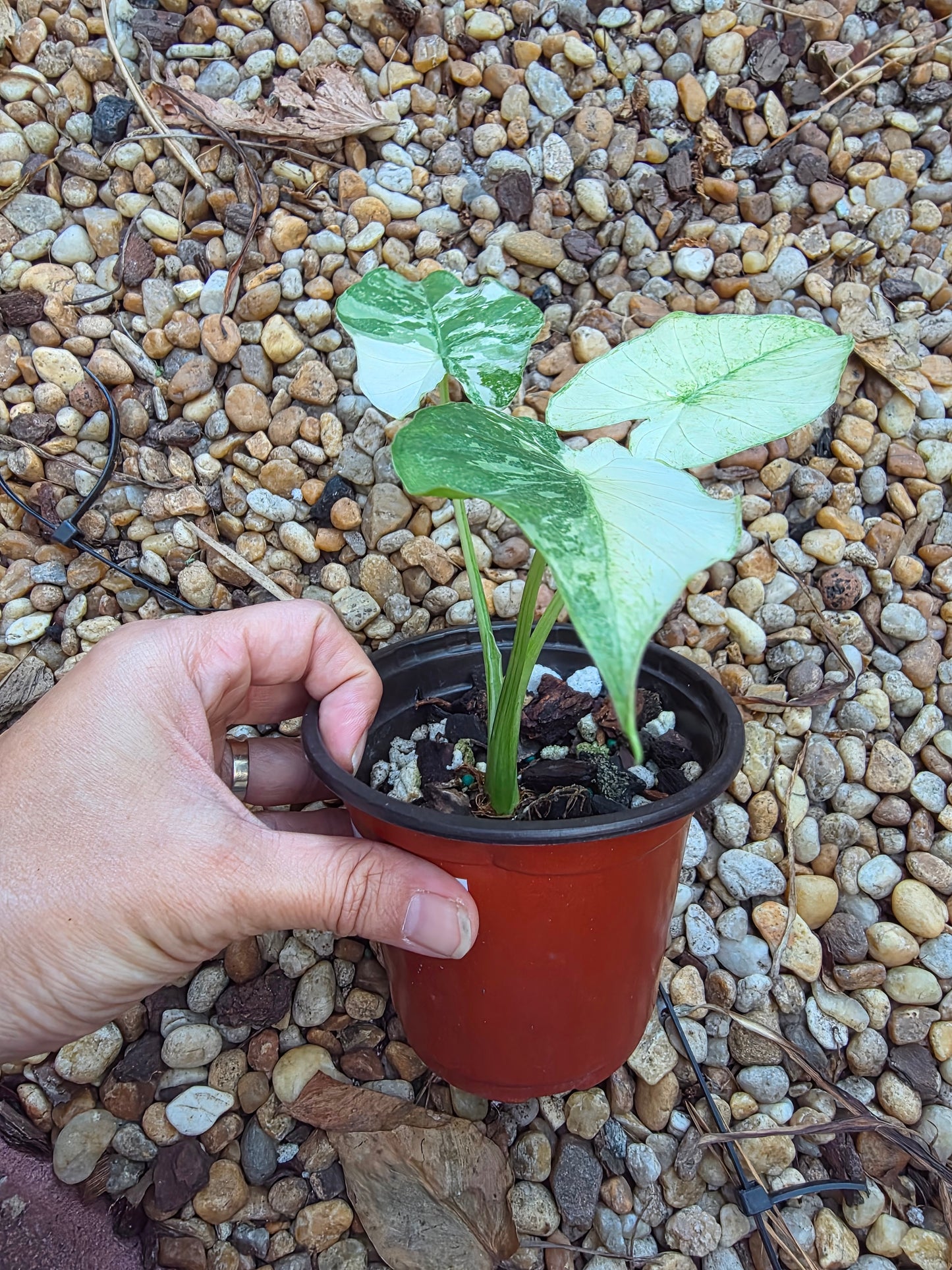 Alocasia Okinawa Silver