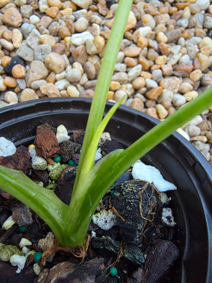 Alocasia Okinawa Silver