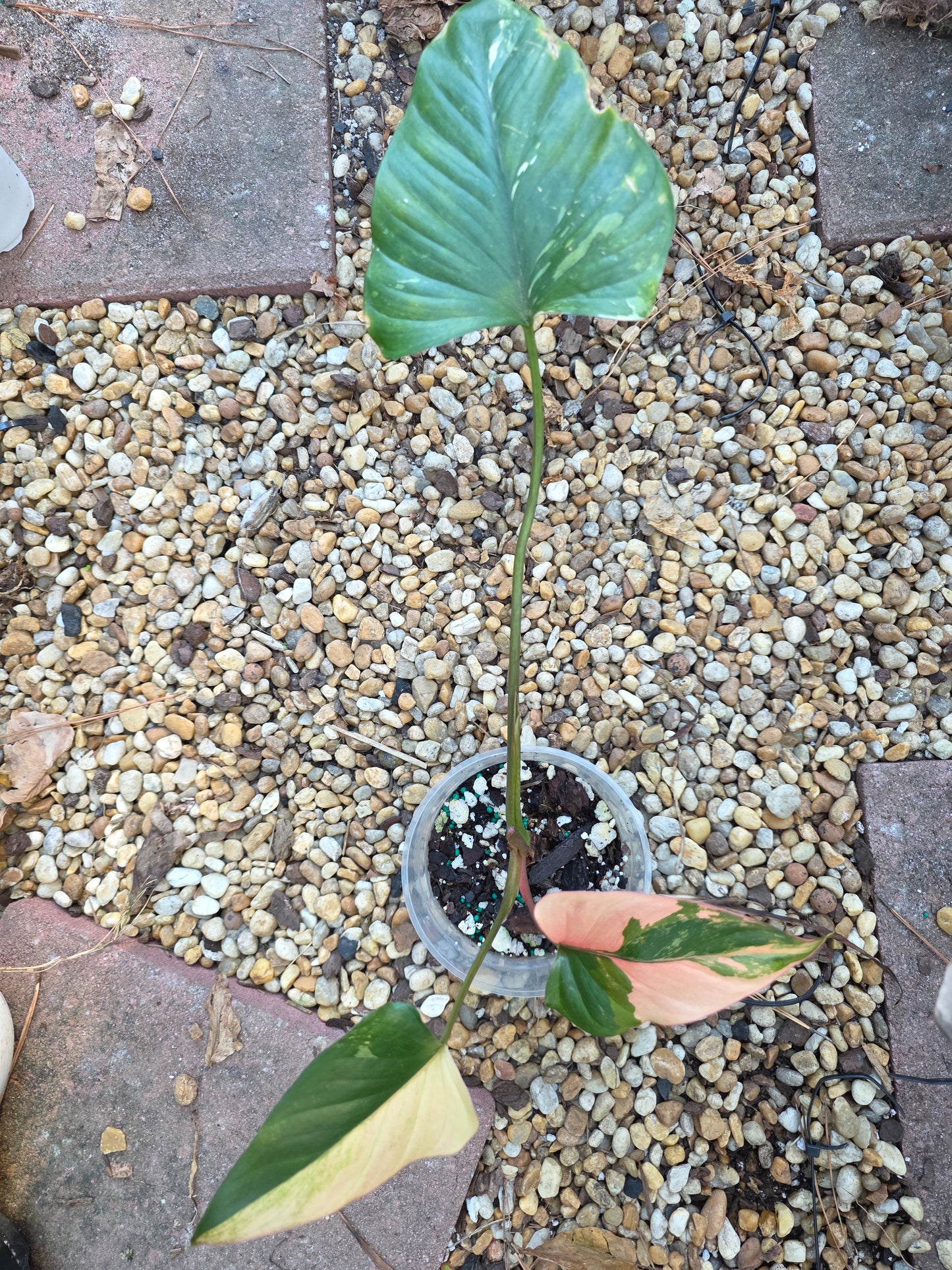 Homalomena Pink Diamond