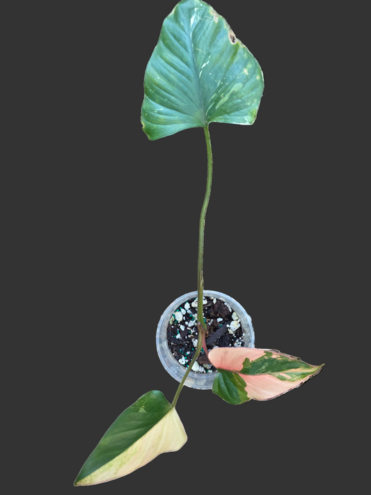 Homalomena Pink Diamond