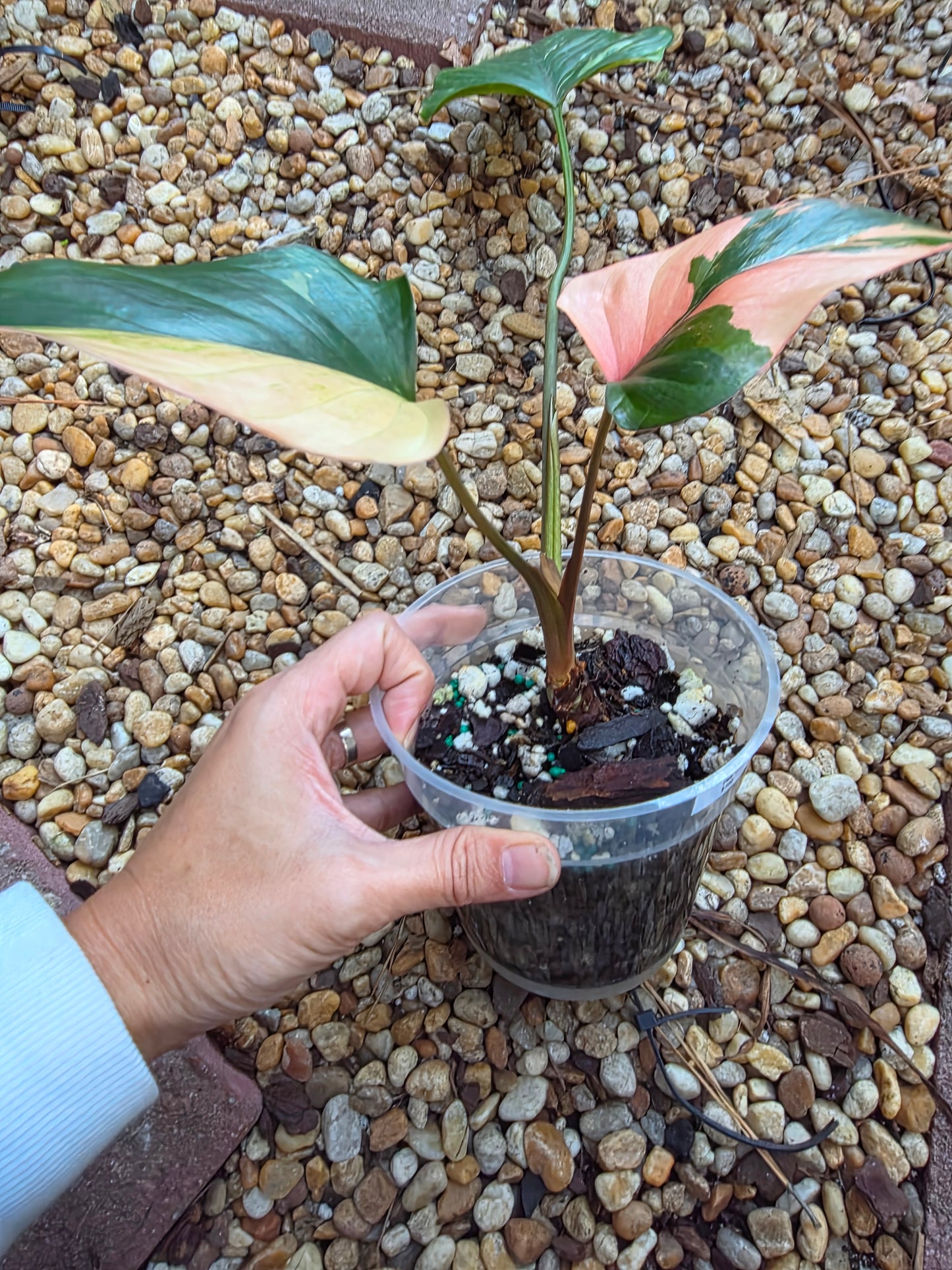Homalomena Pink Diamond