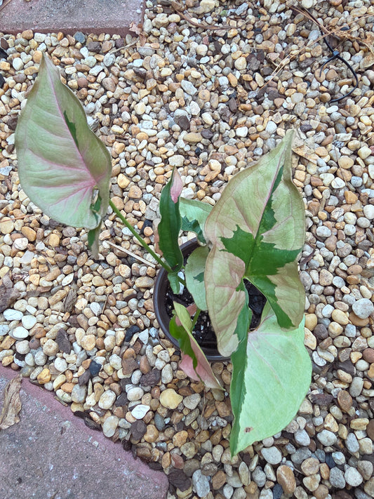 Syngonium Pink Lava