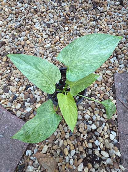 Homalomena Mint