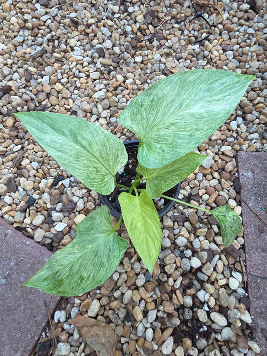 Homalomena Mint
