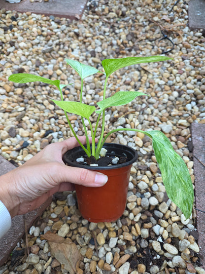 Homalomena Mint
