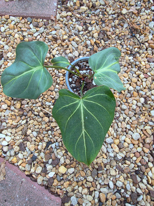 Philodendron Gloriosum (Dark Form) #1