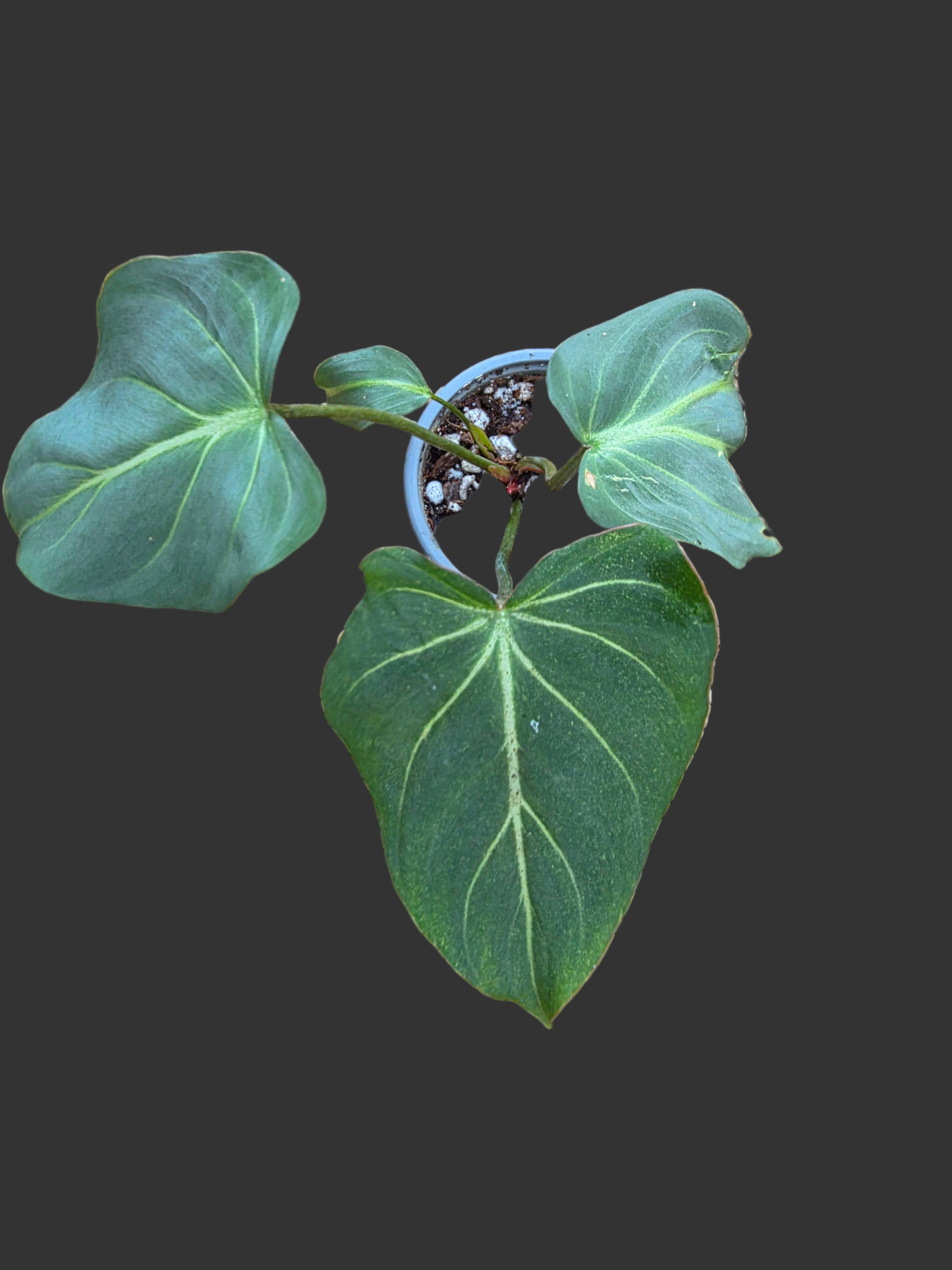 Philodendron Gloriosum (Dark Form) #1