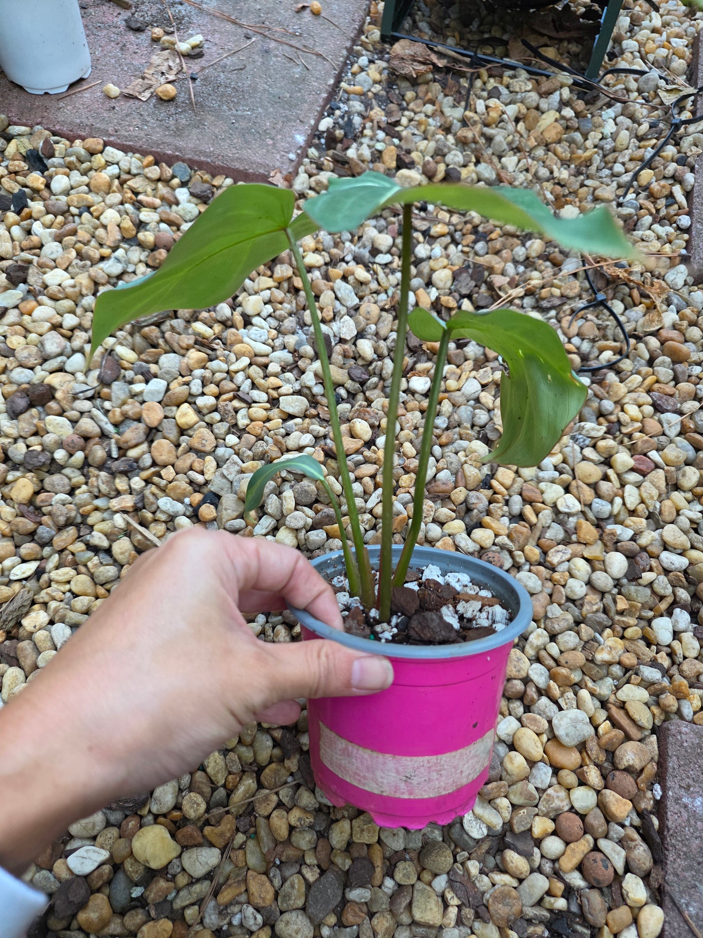 Philodendron Gloriosum (Dark Form) #1