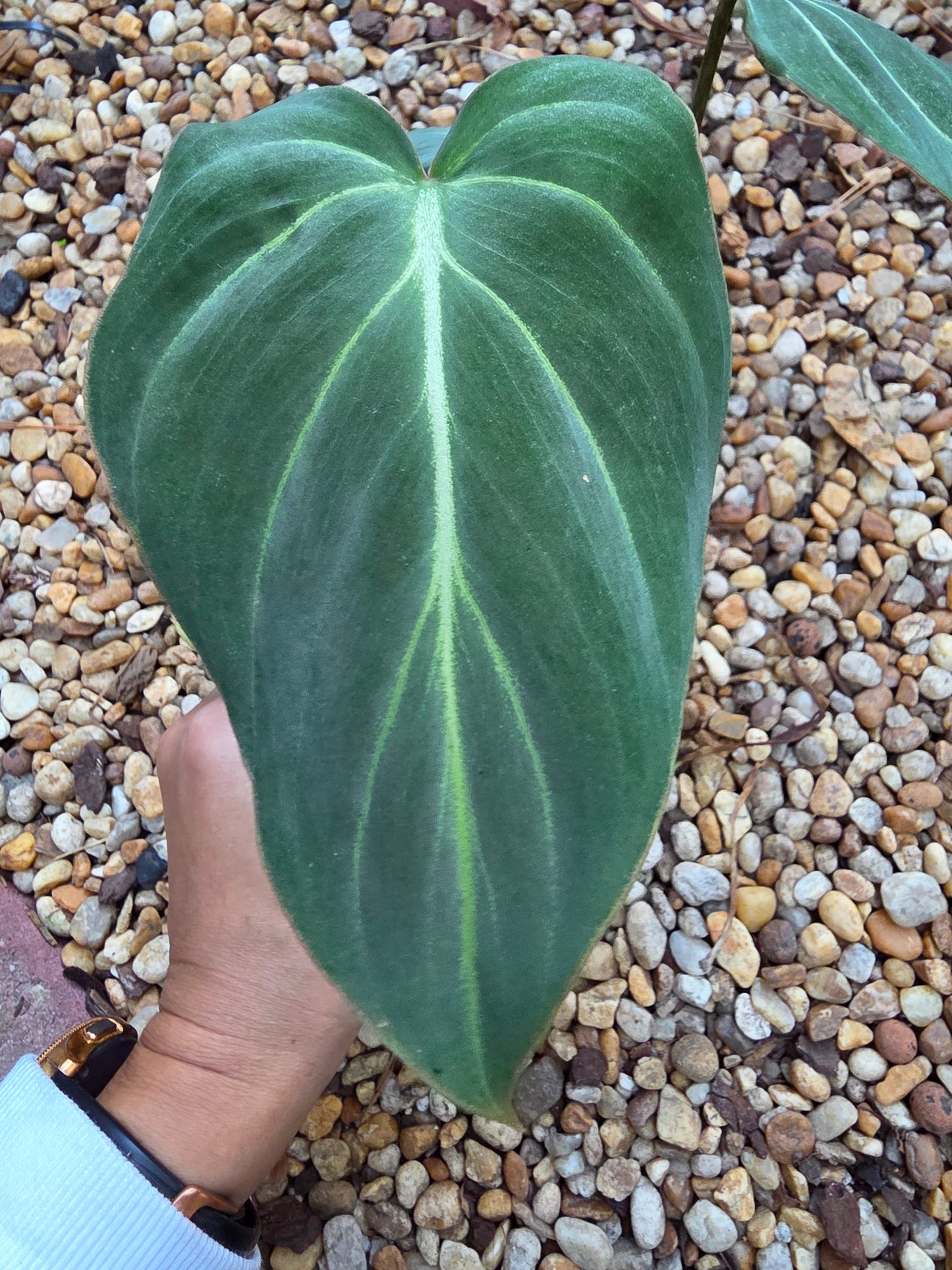 Philodendron Gloriosum (Dark Form) #1
