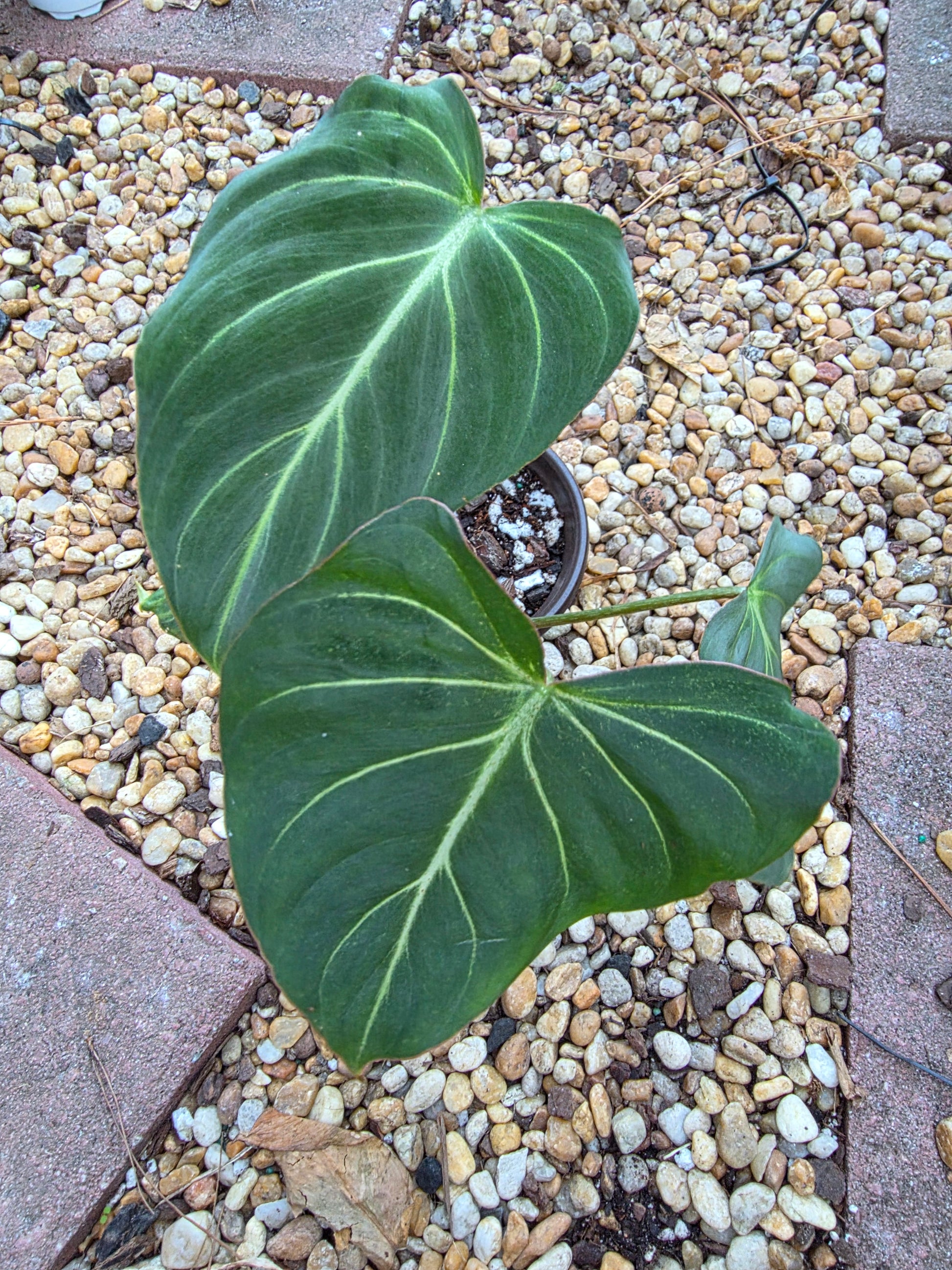 philodendron gloriosum dark Philodendron Gloriosum (Dark Form) #2 – Plants by Victoria Crystal