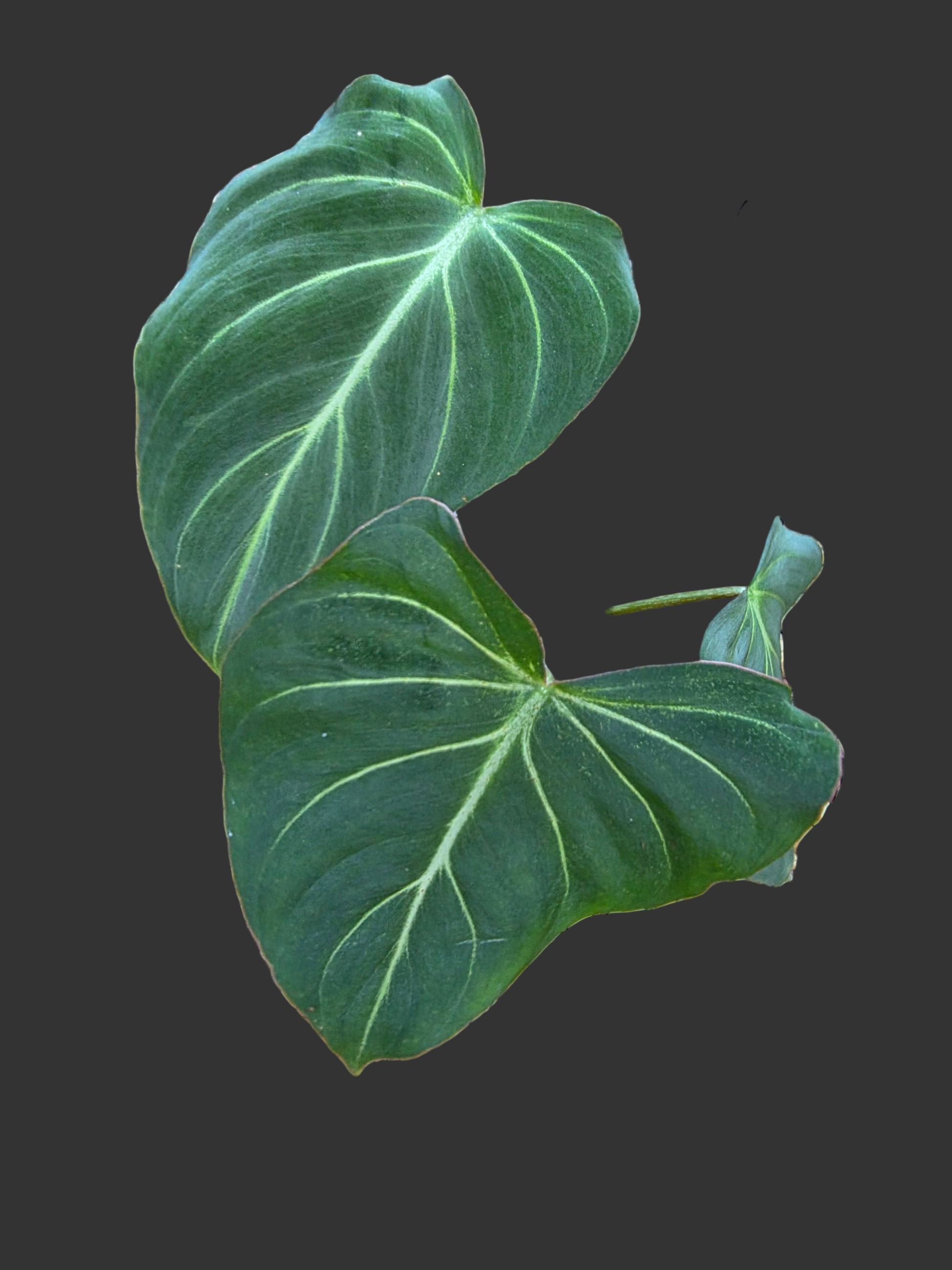 philodendron gloriosum forms Philodendron Gloriosum (Dark Form) #2 – Plants by Victoria Crystal