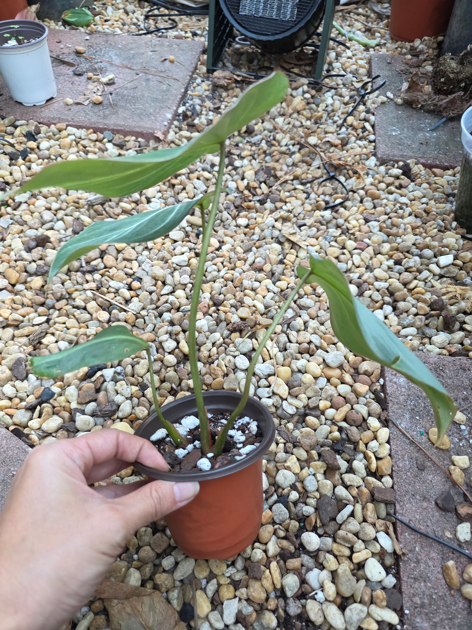 philodendron gloriosum dark Philodendron Gloriosum (Dark Form) #2 – Plants by Victoria Crystal