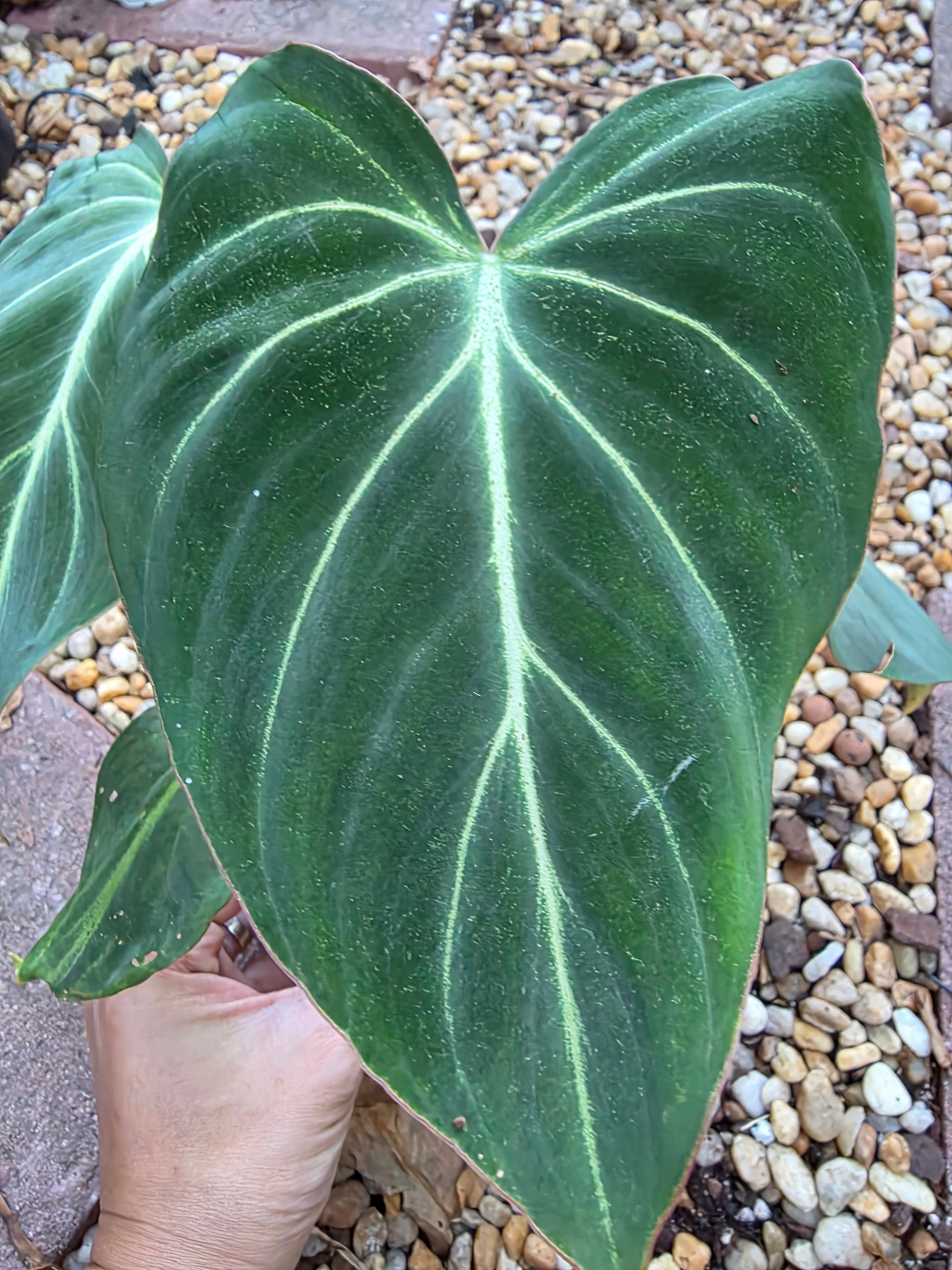 philodendron gloriosum forms Philodendron Gloriosum (Dark Form) #2 – Plants by Victoria Crystal