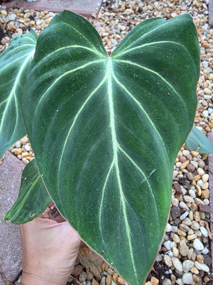 philodendron gloriosum dark Philodendron Gloriosum (Dark Form) #2 – Plants by Victoria Crystal