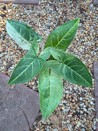 Syngonium Batik Mint