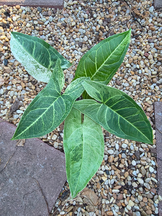 Syngonium Batik Mint