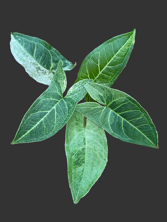 Syngonium Batik Mint