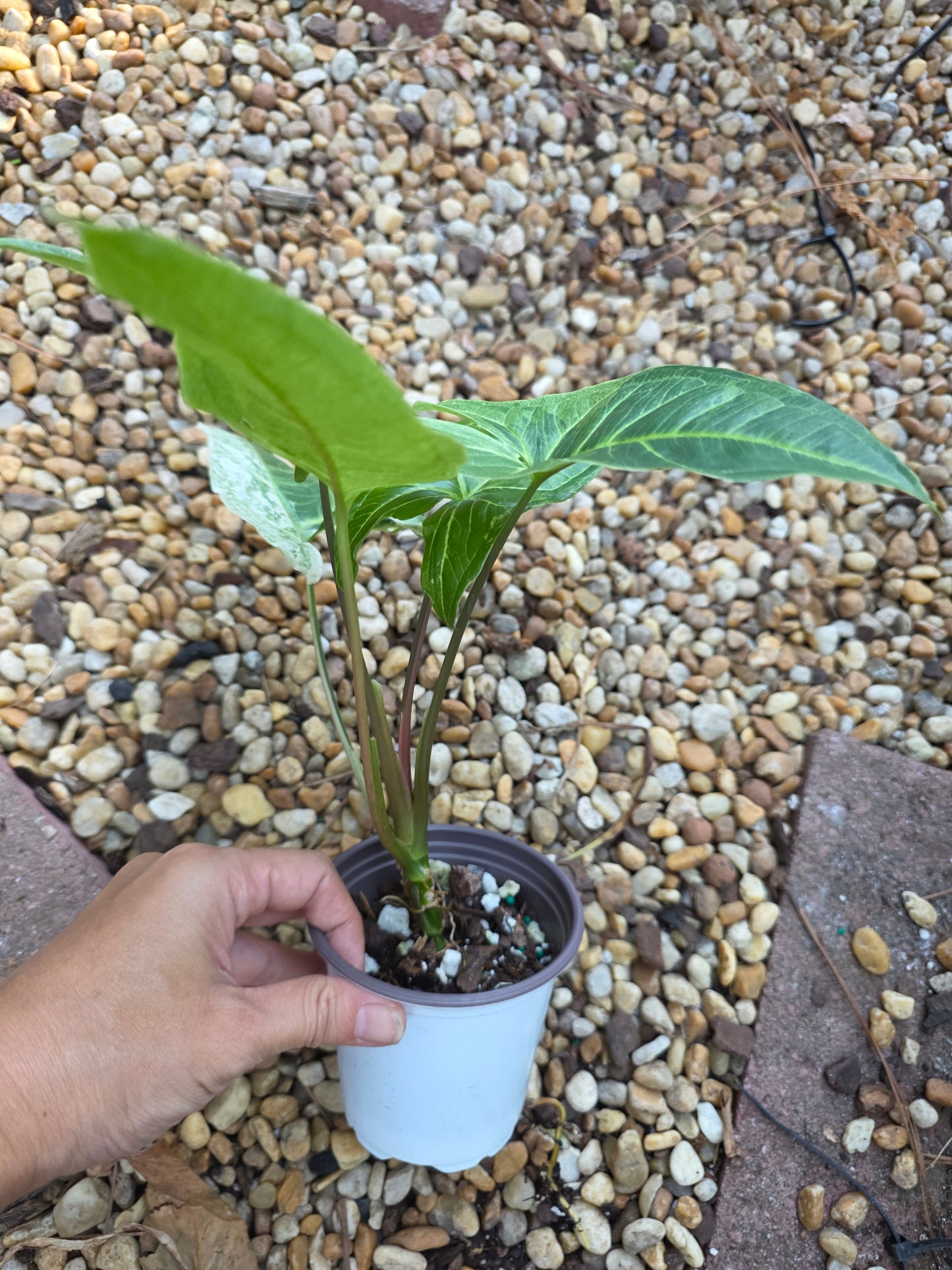 Syngonium Batik Mint