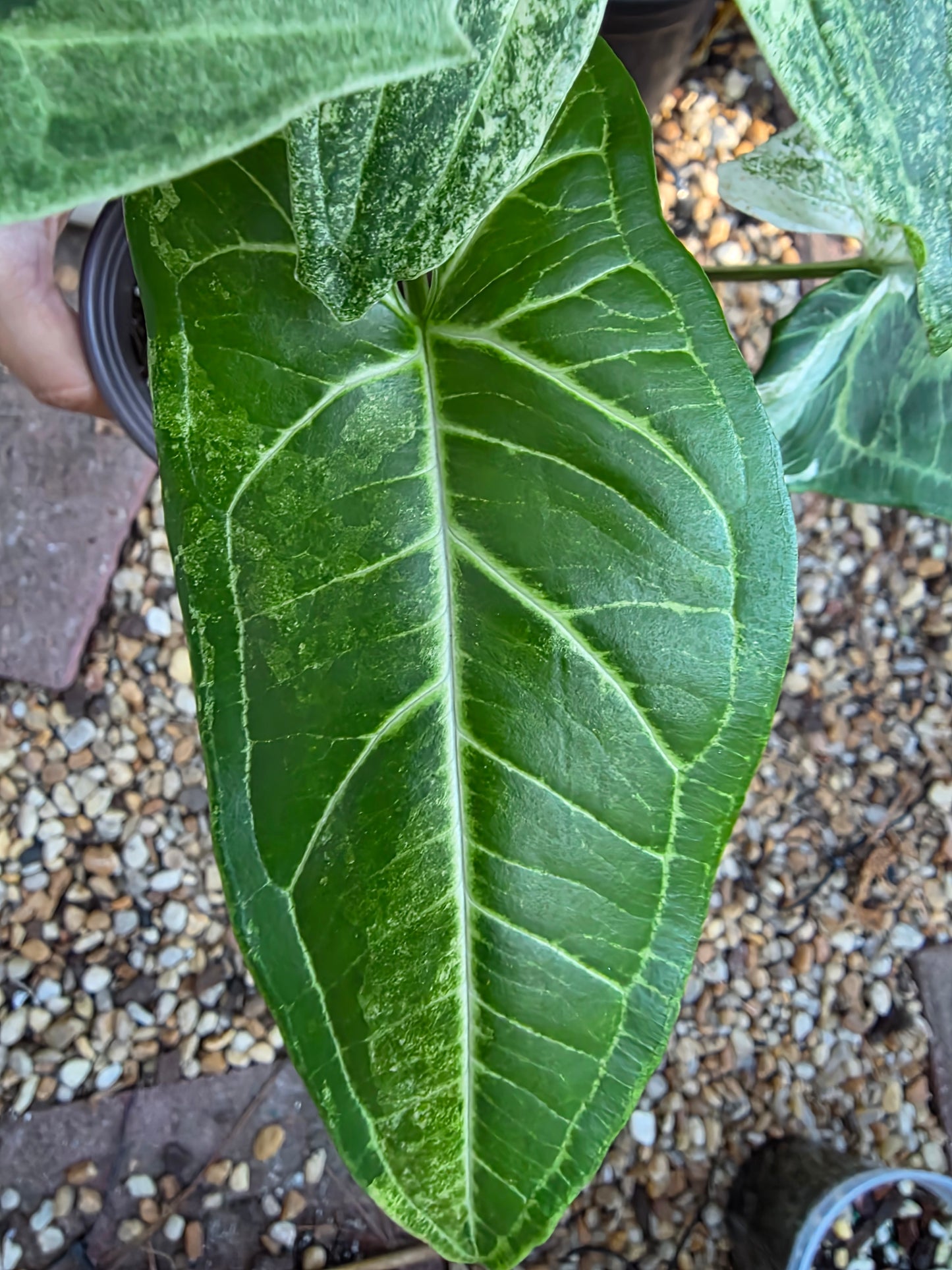 Syngonium Batik Mint