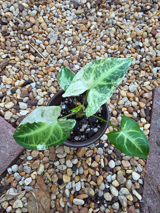 Syngonium Batik Mint #2