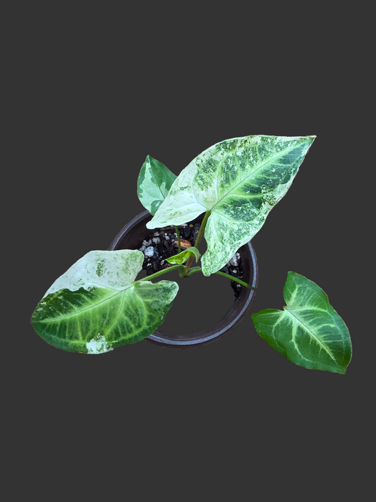 Syngonium Batik Mint #2