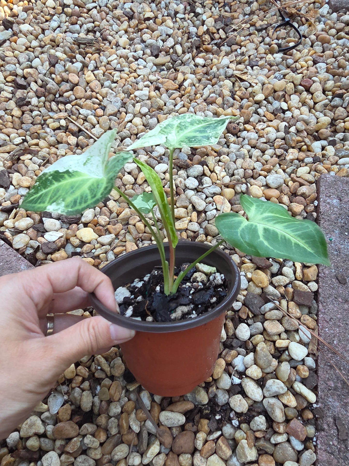 Syngonium Batik Mint #2