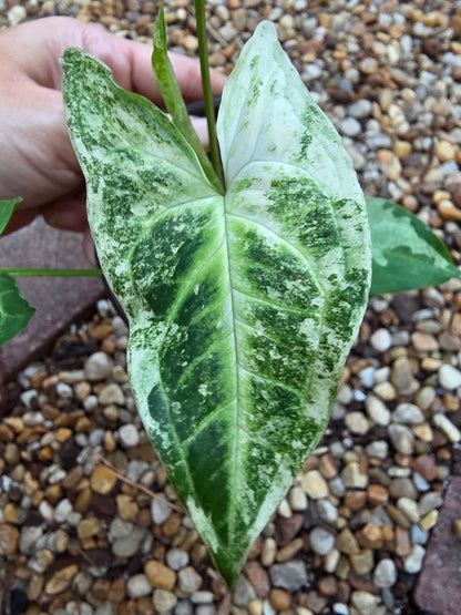 Syngonium Batik Mint #2